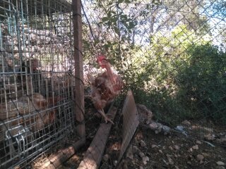 rescue_chickens