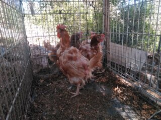 rescue_chickens
